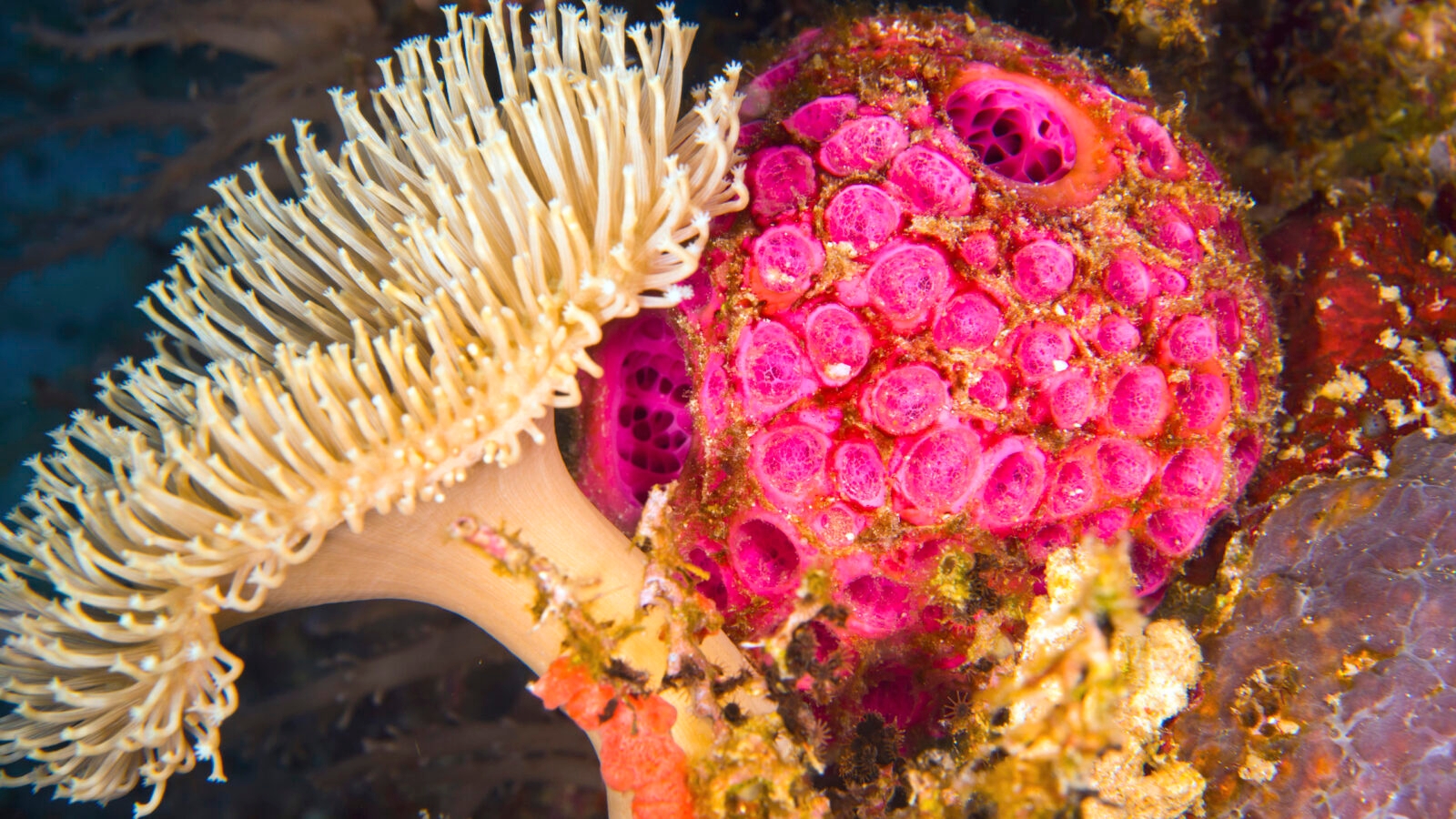 tufi-underwater-coral-papua-new-guinea