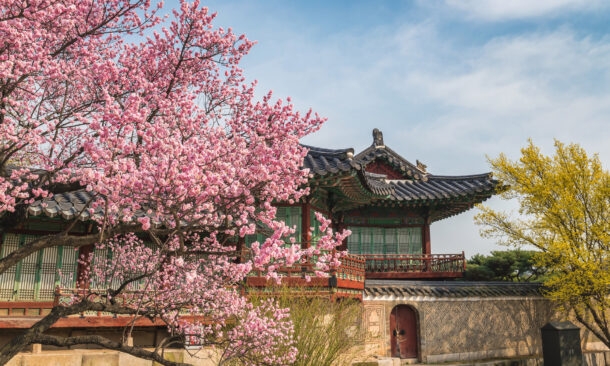Cherry Blossoms in South Korea