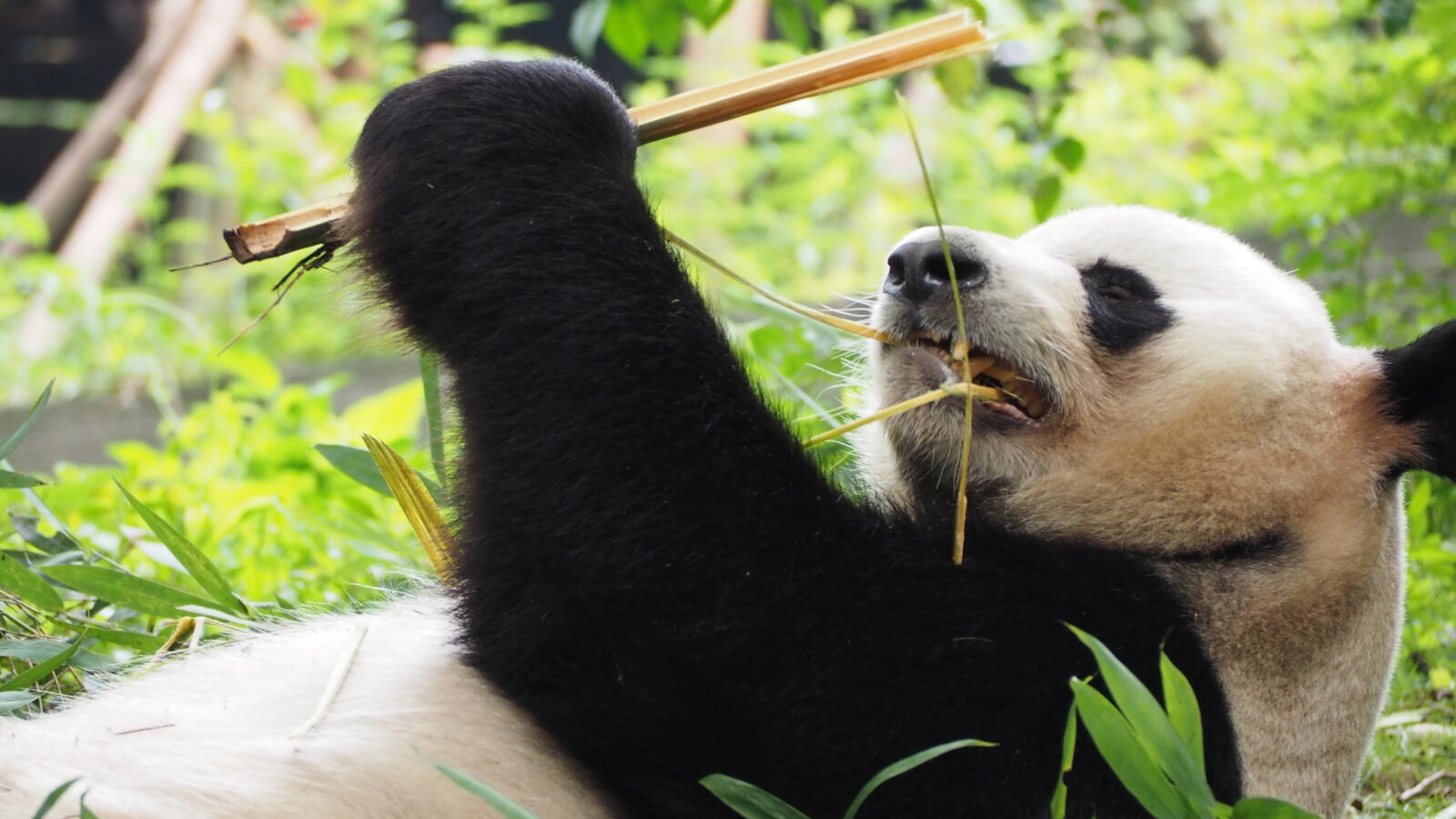 giant-panda-chengdu-research-base
