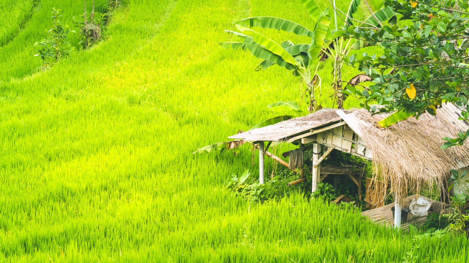 sidemen-rice-fields-bali