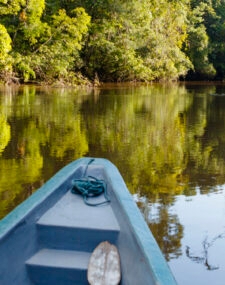 Nature in Brazil’s Wetlands and Rainforest