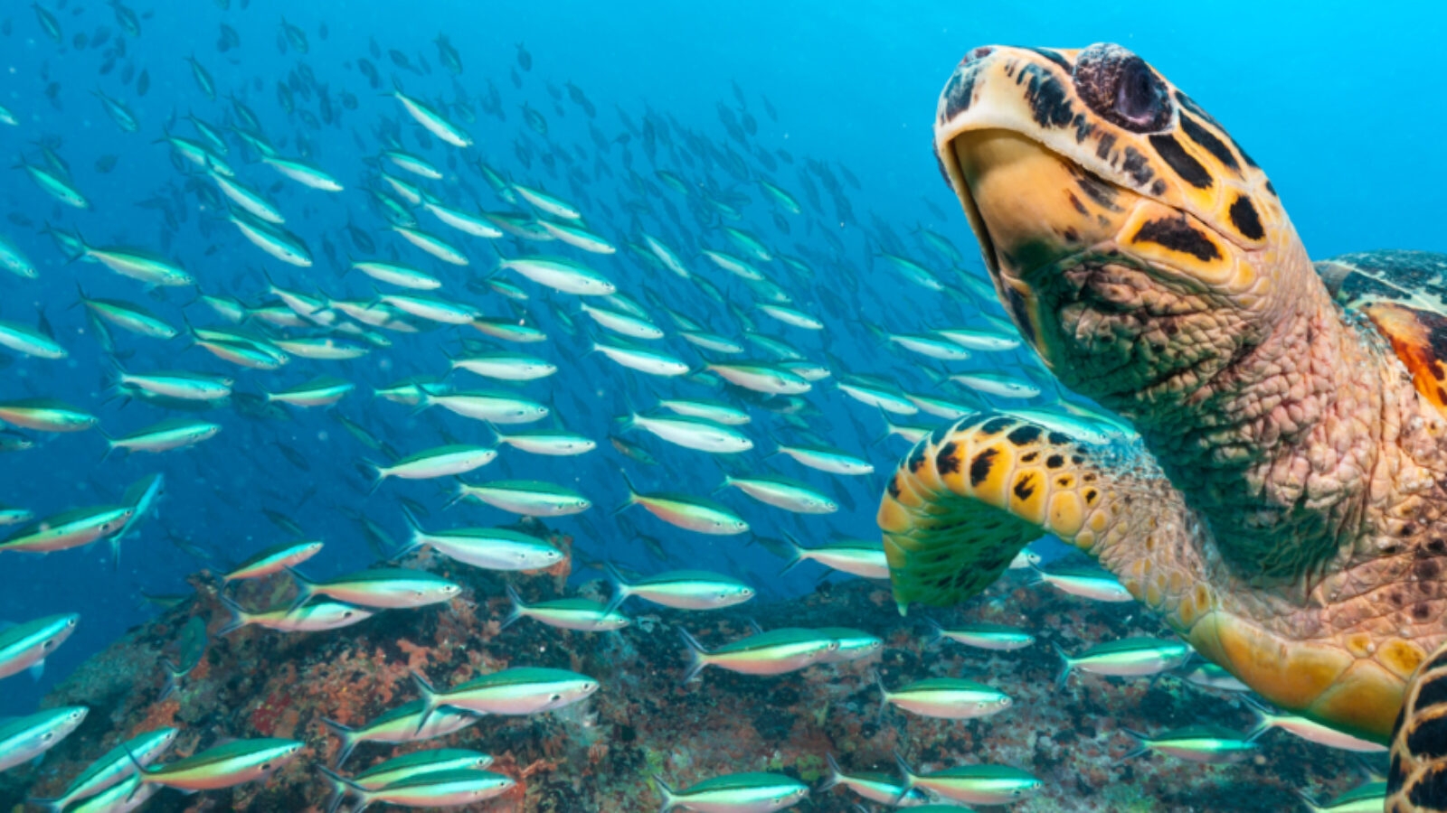 A sea turtle swims underwater through a large school of silver fish in blue ocean water.