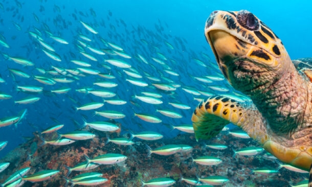 A Luxury Galápagos Vacation