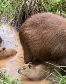 Wildlife Tour of Argentina