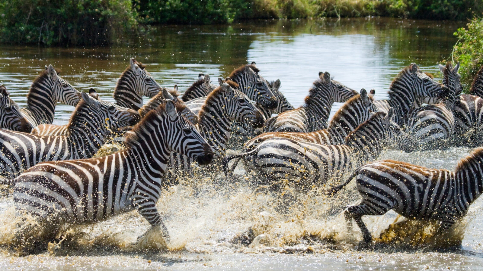 Group of zebras running across the water of the Serengeti National Park, Tanzania