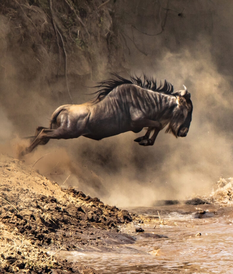 A wildebeest leaps from a riverbank and a herd relaxes in the grass.