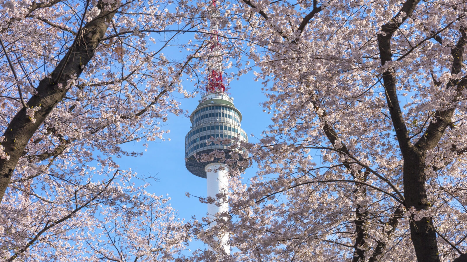 Spring cherry blossom framing the Seoul Tower in Seoul, South Korea