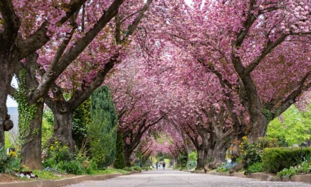An avenue of cherry blossom trees in full bloom
