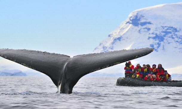 Best Months for Whale Watching