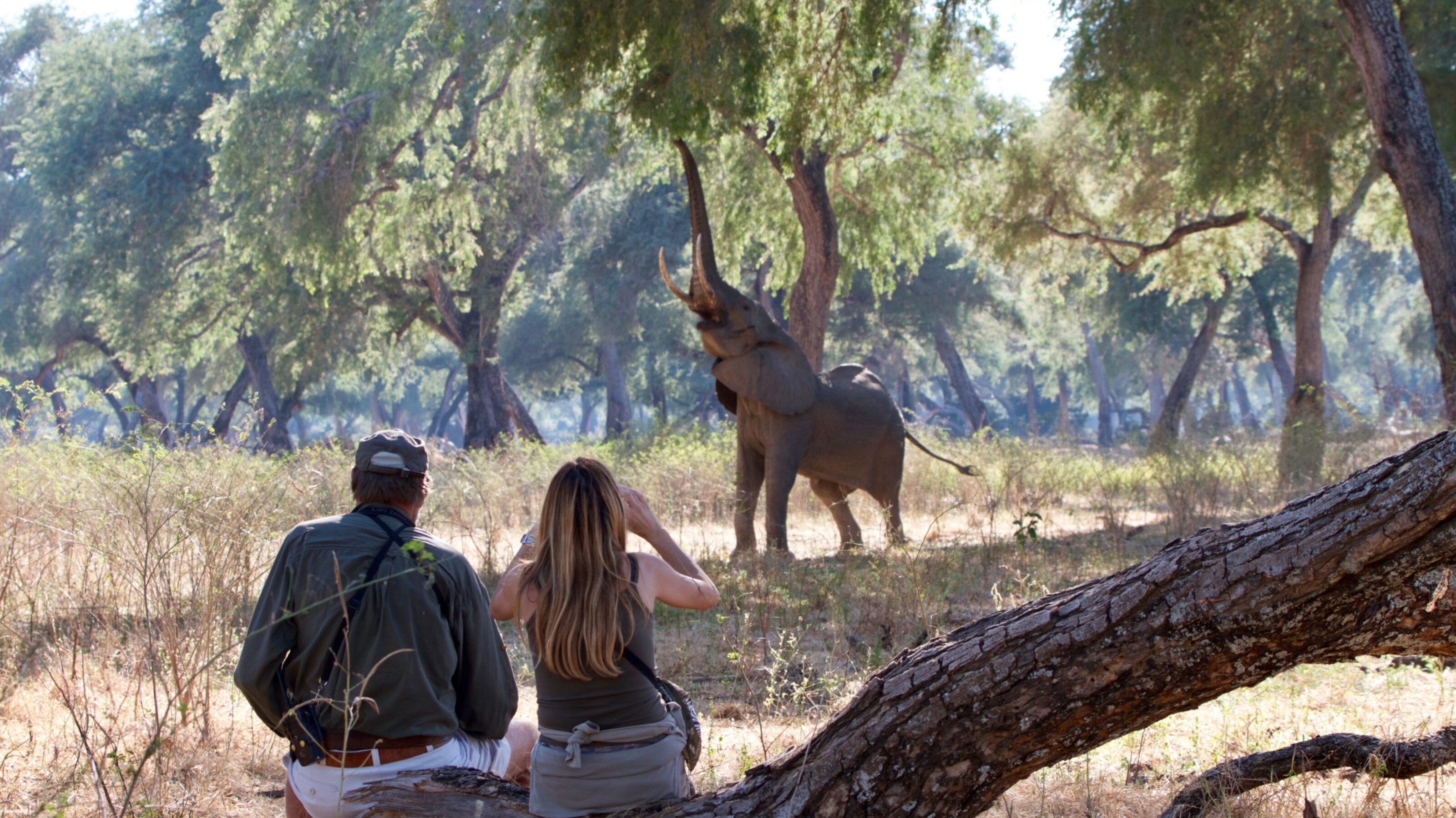 Bull elephant trying to reach fruits on the tree at Mana Pools National Park, Zimbabwe