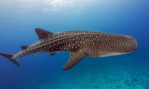 Spot Whale Sharks