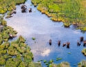 Aerial view of wildlife congregating in Botswana's Delta Okavango