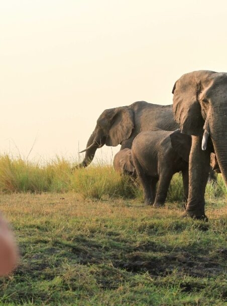 When is the Best Time to Visit Botswana?