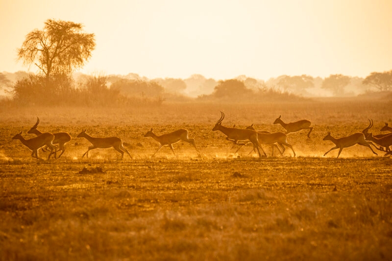 Herd of lechwe running through a field at sunrise on luxury Zambia vacations.