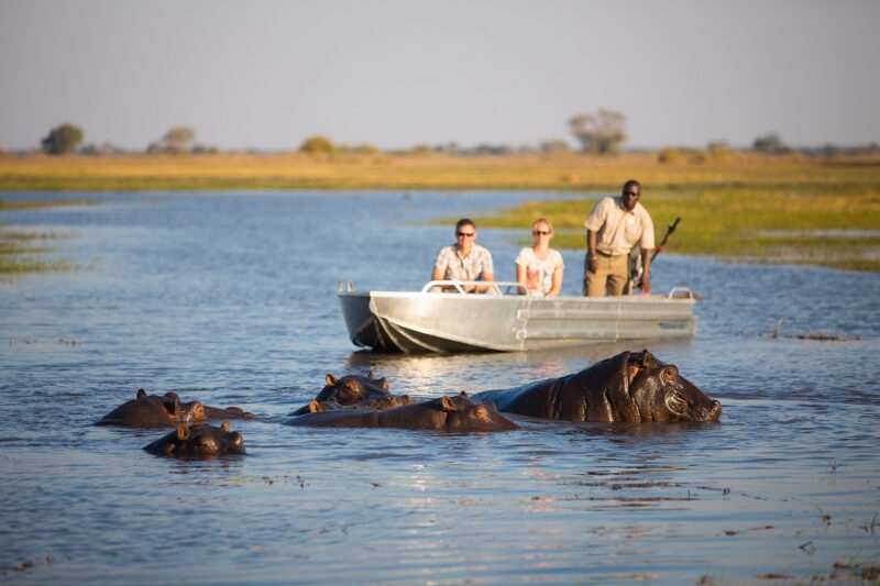A boat of tourists near hippos in a river on luxury Zambia tours.