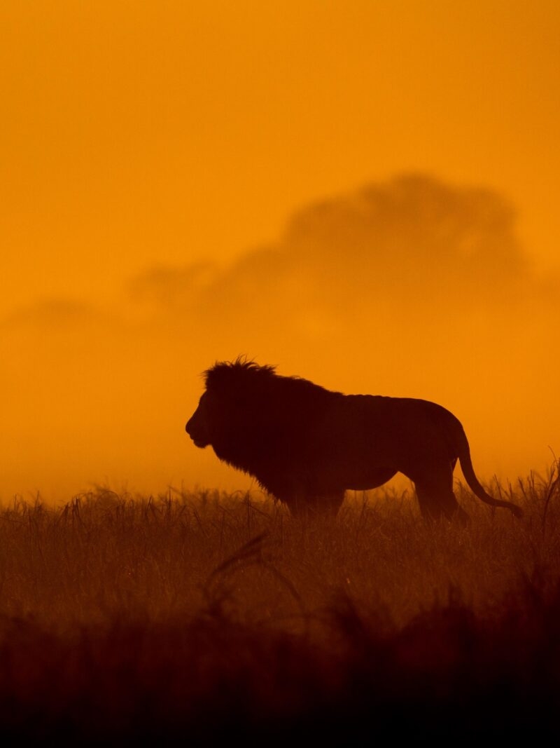Silhouette of a male lion in the grass at sunset during luxury Zambia trips.