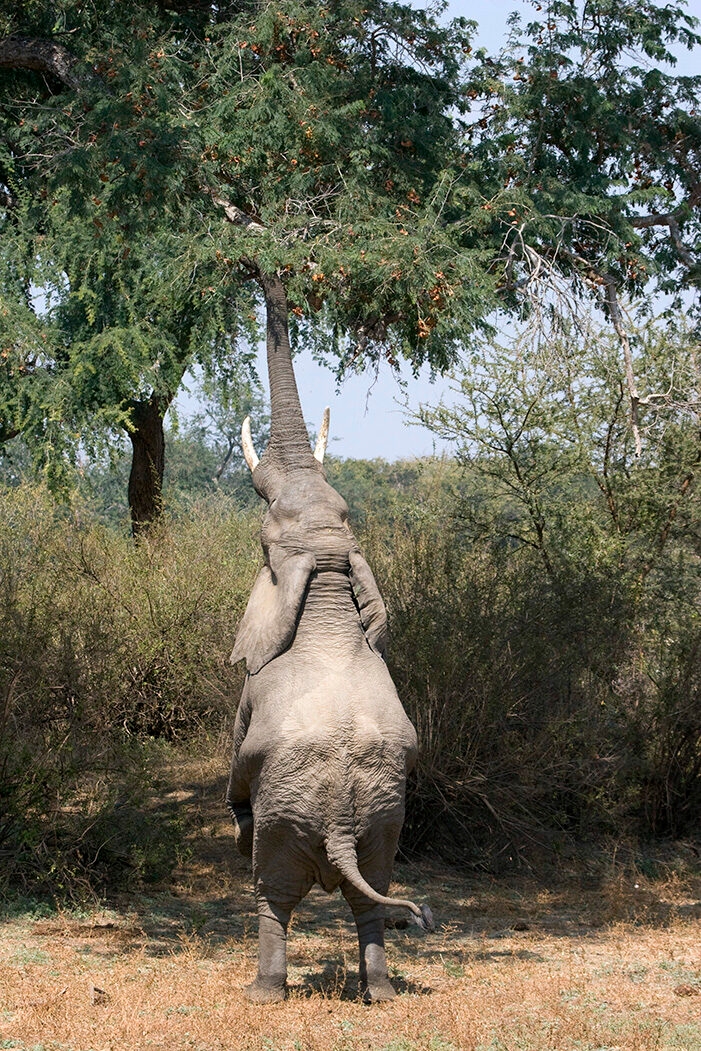 An elephant reaching for tree leaves during luxury Zambia holidays.