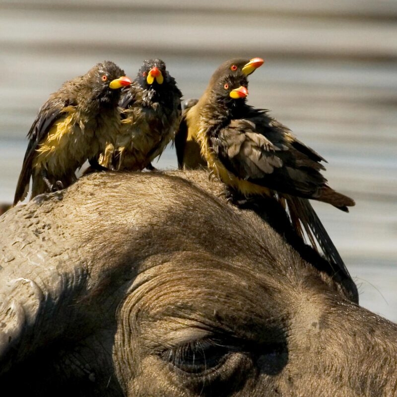 Luxury Botswana Tours - Four black birds with colourful beaks sitting on the head of a wildebeest