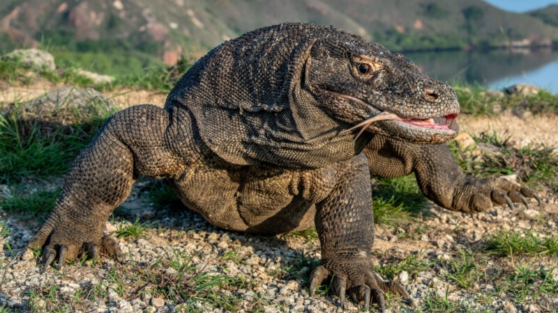 Komodo dragon with the forked tongue sniff air. Close up portrait. Scientific name: Varanus komodoensis. Wild nature. Natural habitat. Rinca Island. Indonesia