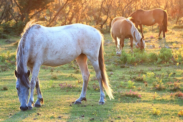 Three wild ponies grazing in a sunny, golden meadow, one grey in the foreground and two brown in the background.