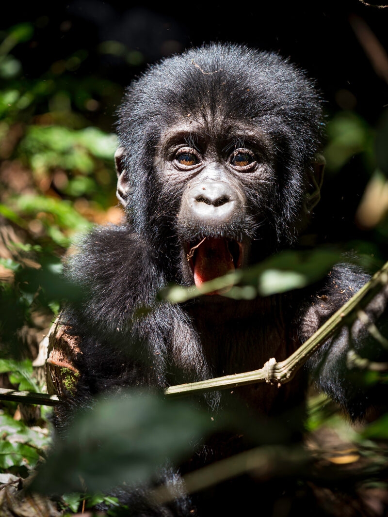 A close-up of a baby gorilla with black fur and brown eyes looking through green leaves with its mouth open.