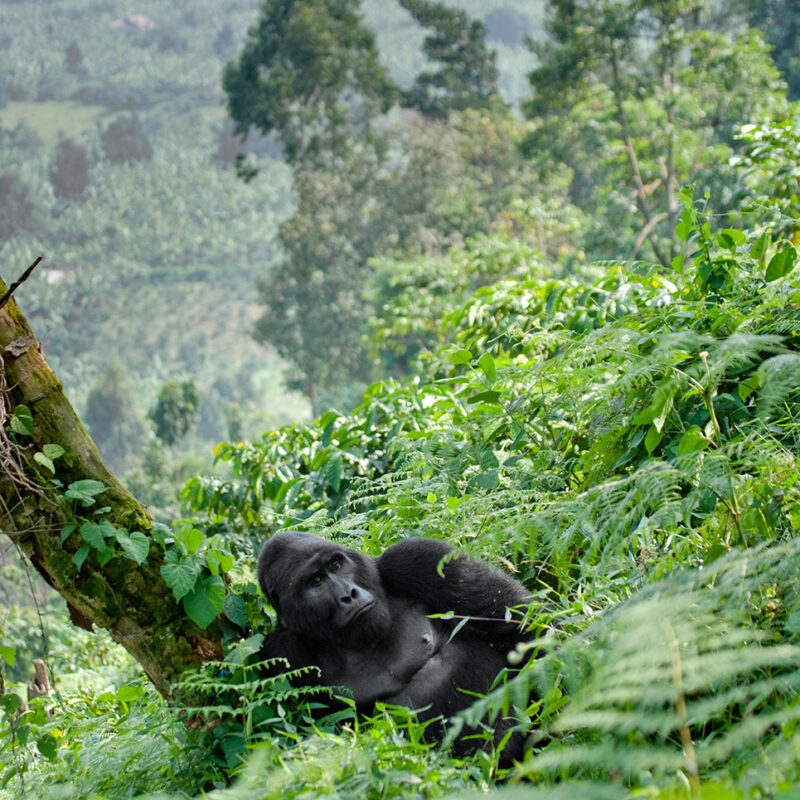 A large black gorilla lies down in a field of green ferns with a forested valley in the background.