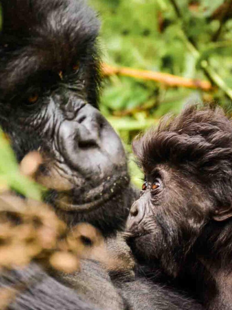 Close-up of an adult gorilla and a baby gorilla looking at each other against a blurred green background.