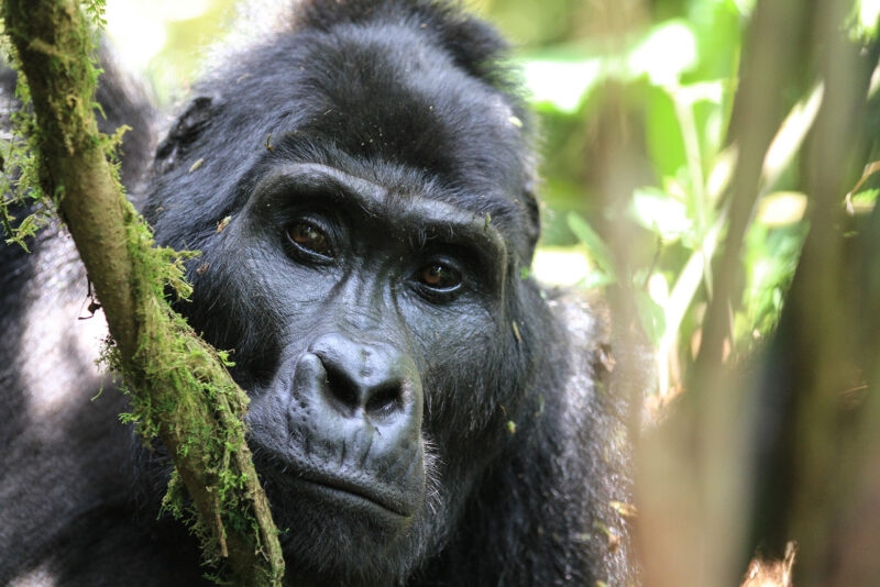 Close-up of a gorilla's face with black fur and brown eyes resting its head near a mossy branch.