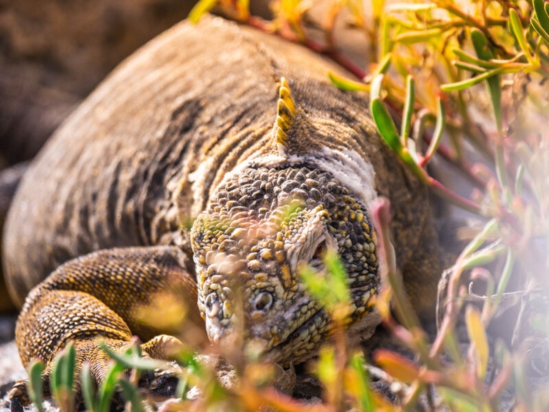 A yellow-brown Galapagos Land Iguana's head and body visible among dry, reddish-green plants. luxury Galapagos tours.
