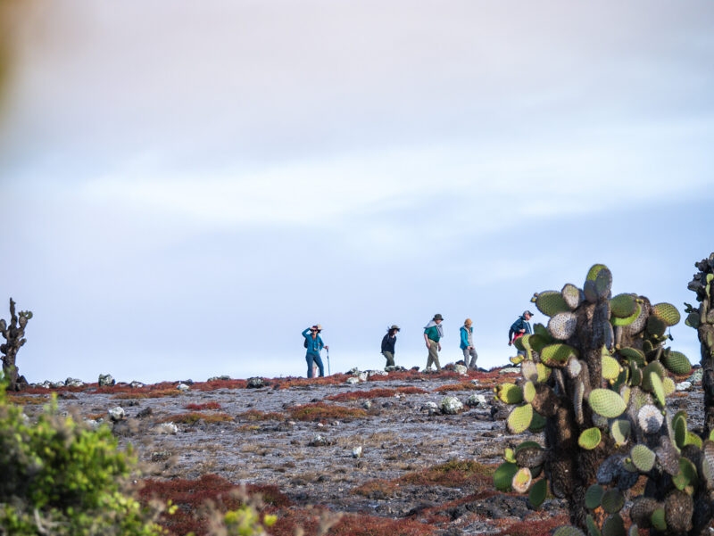 A group of hikers walking on a dry, rocky trail framed by tall, flat-pad Prickly Pear cacti. luxury Galapagos tours.
