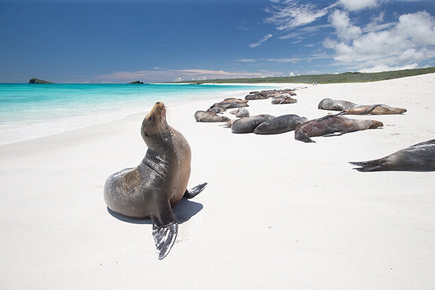 Several Galapagos Sea Lions resting on a white-sand beach with turquoise ocean water. luxury Galapagos vacations.