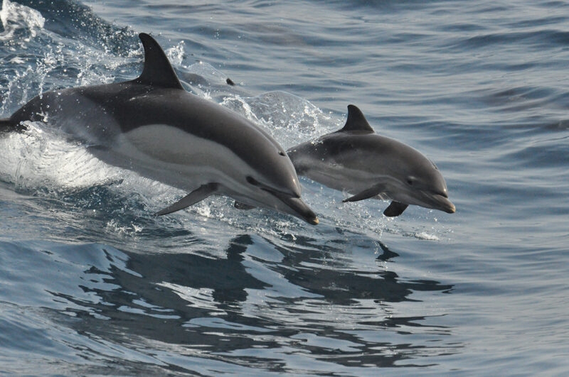 An adult dolphin and a baby dolphin jumping out of the sea together.