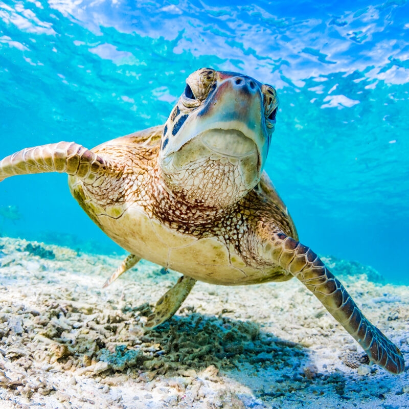 A large sea turtle is swimming underwater over a sandy ocean floor in very clear blue water, exploring the area on luxury Australia trips.