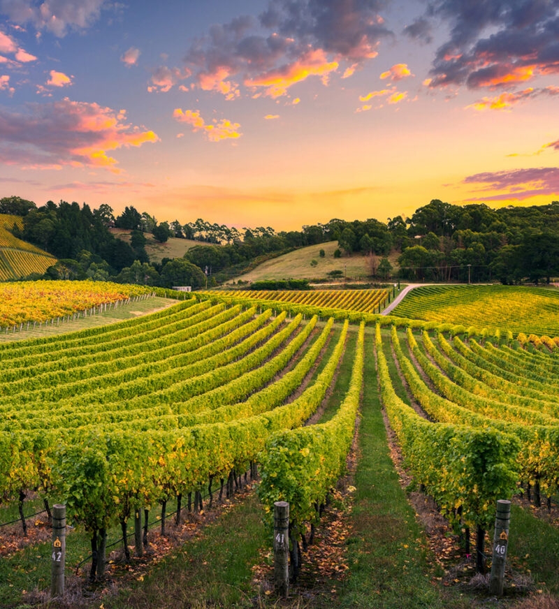 A vineyard at sunrise with rows of bright green grapevines leading into the distance under an orange and purple sky, ideal for luxury Australia vacations.