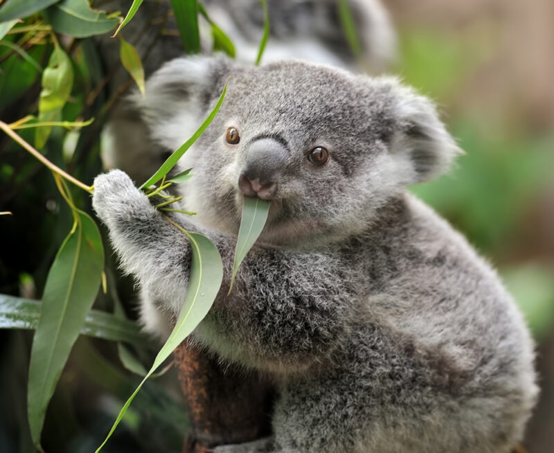 A young koala with a fuzzy grey coat and brown eyes is eating a green eucalyptus leaf, a favorite part of luxury Australia holidays.