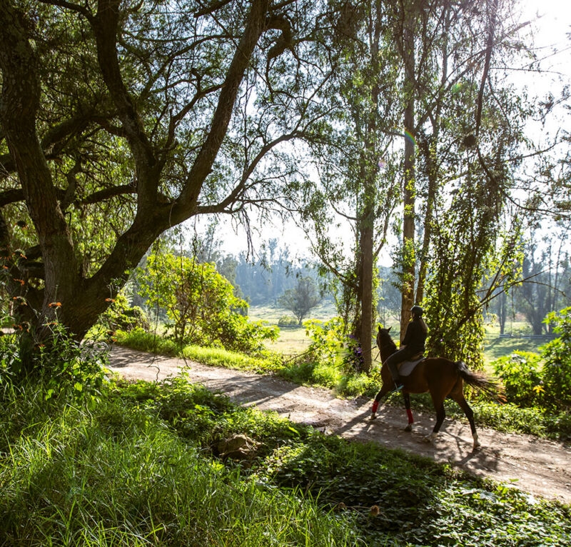 Person riding a horse through a sunlit forest trail during luxury Ecuador tours.