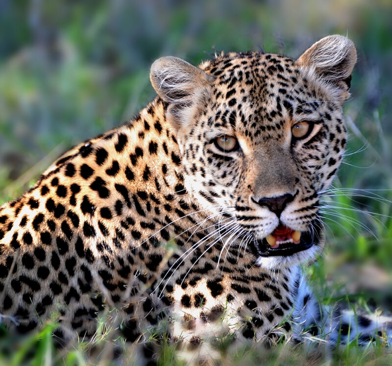 Detailed headshot of a leopard with spots and whiskers looking at the camera from the grass.