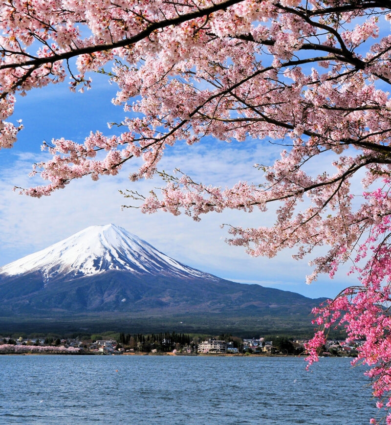 Mount Fuji rises behind a lake framed by blooming pink cherry blossoms, a highlight of luxury family holidays to Japan.