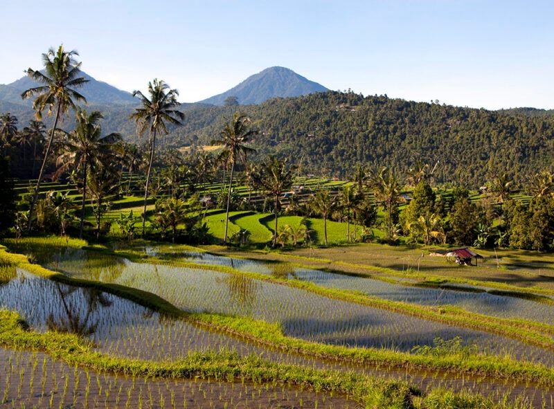 Curved, vibrant green rice terraces and palm trees with water reflections, backed by forested hills, perfect for luxury Indonesia trips.
