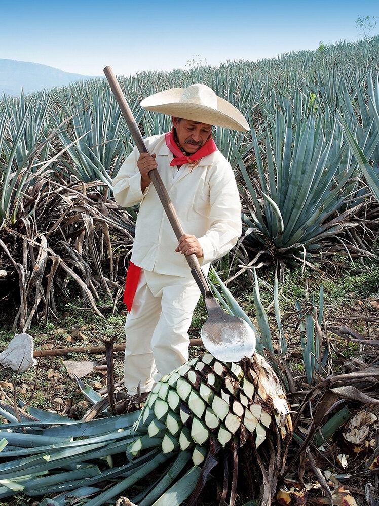 An agave harvester cuts the piña from an agave plant in a vast field under a blue sky, ideal for luxury Mexico holidays.