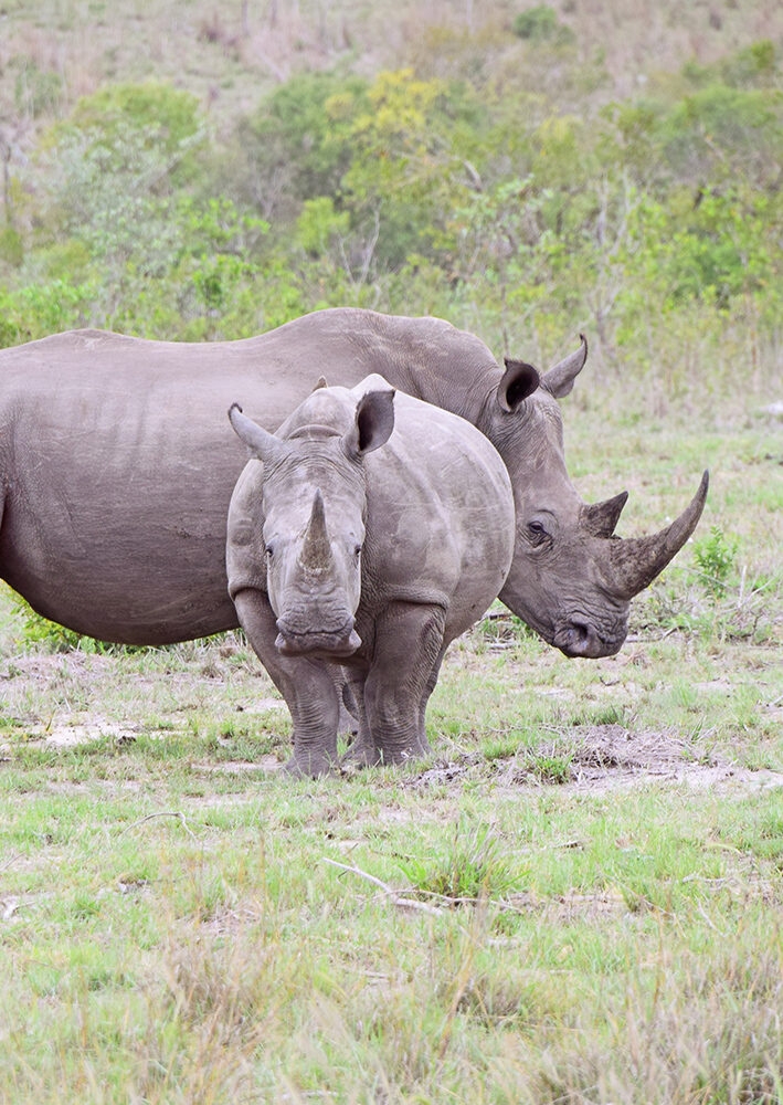 A rhino calf stands in front of a larger adult rhino, likely its mother, in a grassy savanna landscape. They both face forward with scrub brush and trees visible in the background.