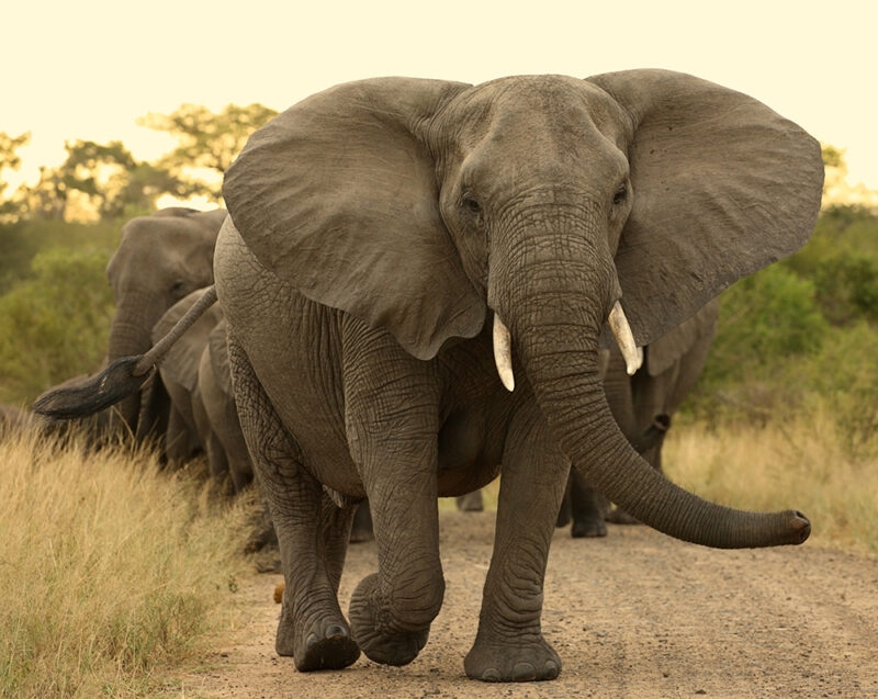 A large elephant walks toward the viewer on a dirt path with its ears spread, followed by a line of elephants.