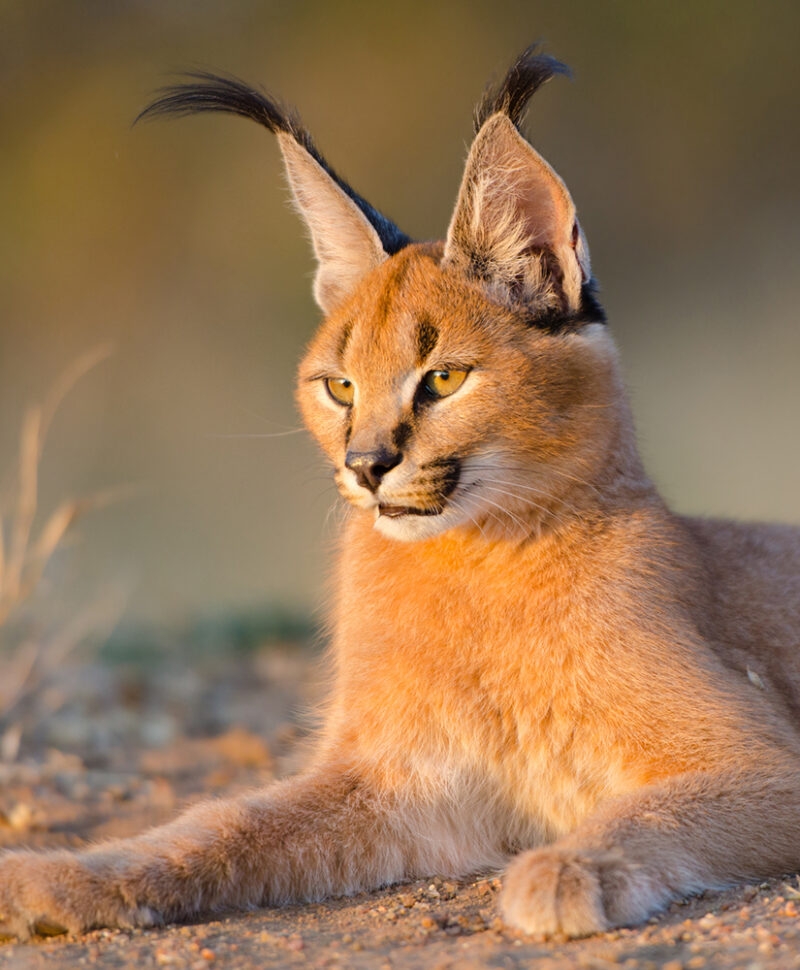A close-up shot of a caracal, a wildcat with tufted ears and reddish-brown fur, lying down on the ground outdoors.