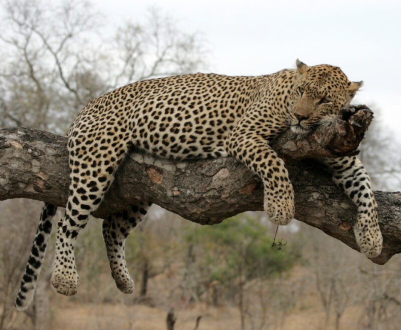 A full-body shot of a leopard sleeping on a thick, horizontal tree branch, with its legs dangling over the sides.