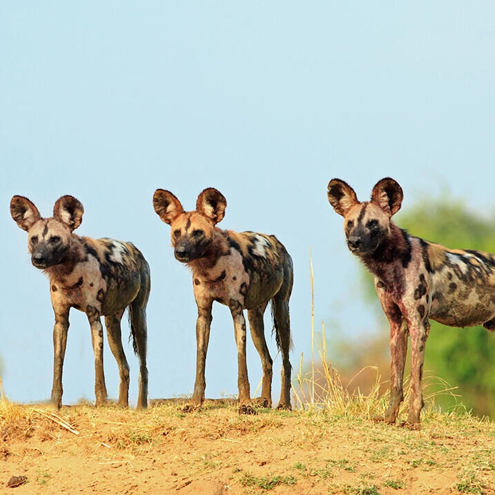 Luxury Africa Safari - There wild dogs standing and looking alert against a natural blue sky and bush background in South Lunagwa National Park, Zambia