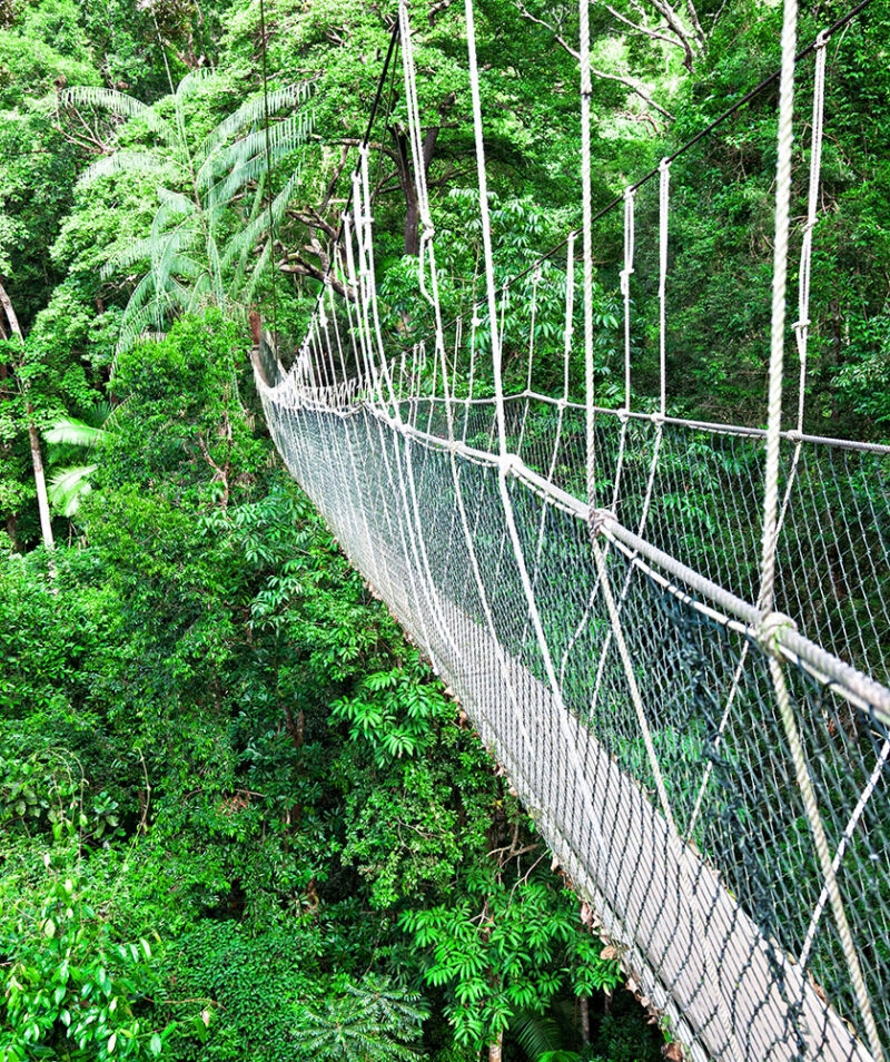 A narrow canopy walkway bridge suspended high above a dense green forest on luxury Borneo tours.