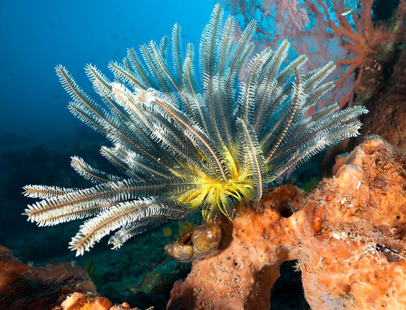 Close-up of a colorful crinoid sea lily on a coral reef during luxury Bali tours.