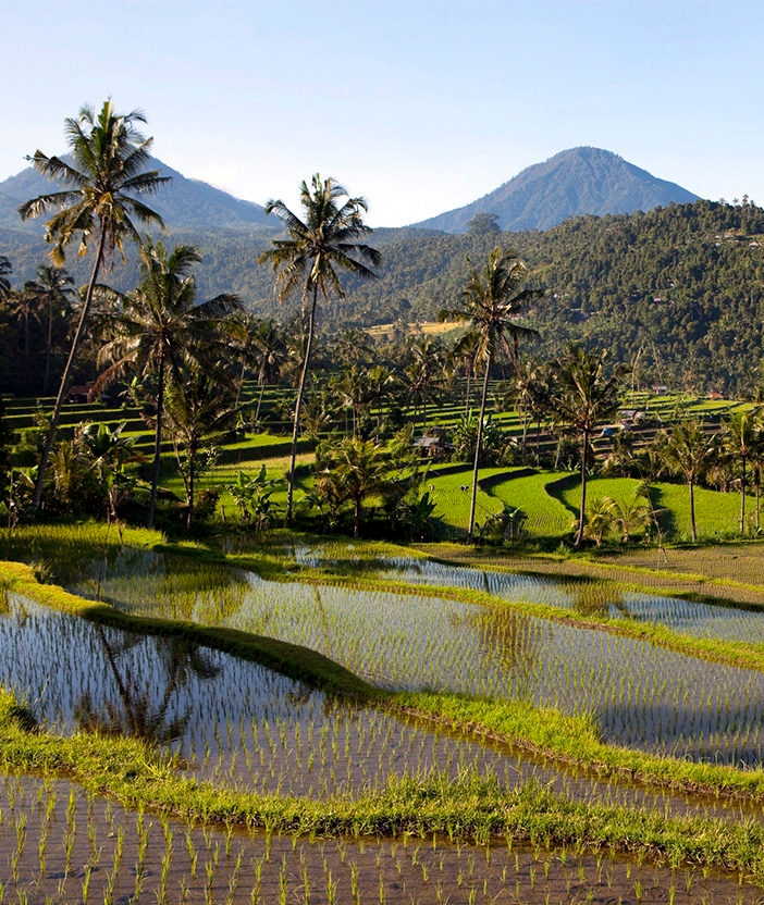 Terraced rice paddies with palm trees and mountains on luxury Bali vacations.