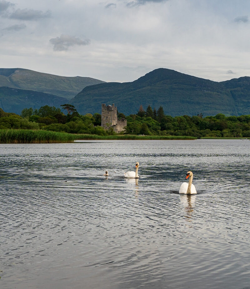 Pair of swans with a baby swan swimming towards the lake shore looking for scraps.