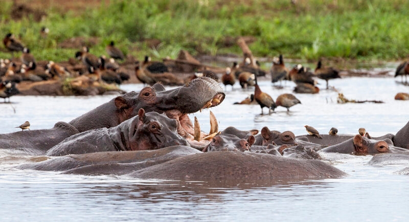 Hippos at Lake Manyara National Park, Tanzania